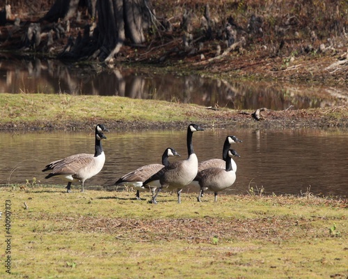 Canadian Geese Feeding Near the Water's Edge on the Toledo Bend Reservoir in Louisiana