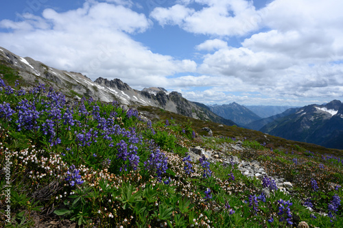 Fields of Lupine Span Across Washington Mountains