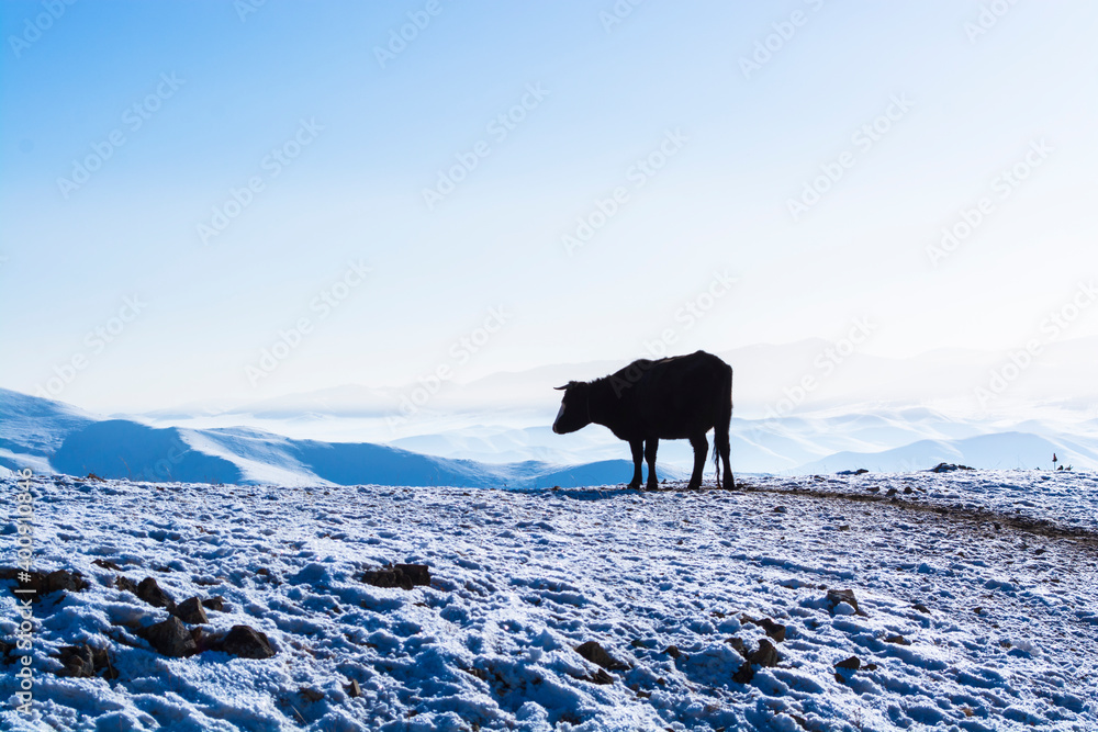 Winter landscape with snowy white mountains, herd of cows and blue sky.  Mongolia.