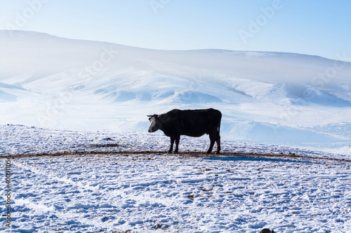 Winter landscape with snowy white mountains, herd of cows and blue sky. Mongolia.