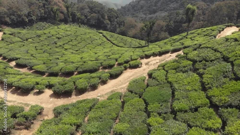 View of Munnar tea gardens plantation covering the lush green hills, in India - Aerial ascending tilt up reveal shot View of Munnar tea gardens plantation covering the lush green hills, in India - Aerial ascending tilt up reveal shot