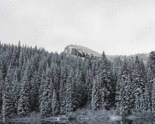 Mirror Lake white trees