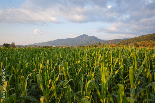 Beautiful morning sunrise over the corn field