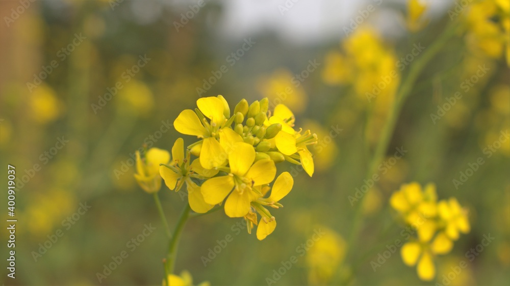 MUSTARD FLOWERS AT NOON AT GAZNA