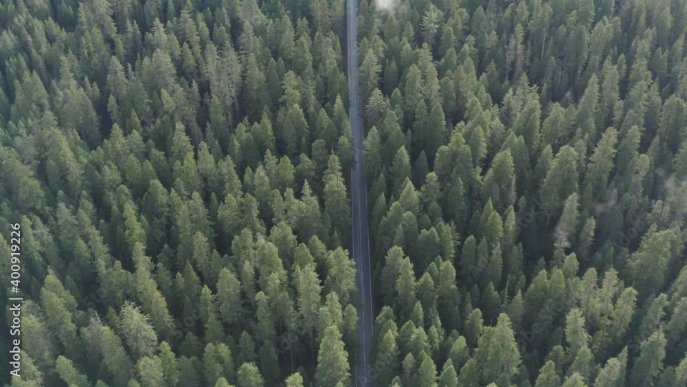 Lush green and thick forest aerial Lush green and thick forest aerial