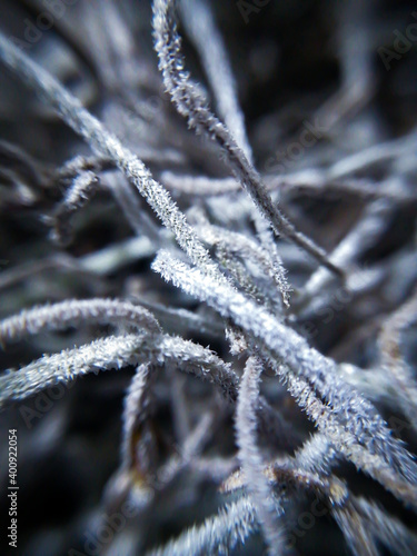 frost on branches © Killuarts