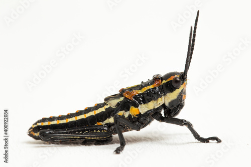  Northern Spotted grasshopper (Aularches miliaris) isolated on white background photo