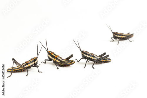 Northern Spotted grasshopper (Aularches miliaris) isolated on white background photo