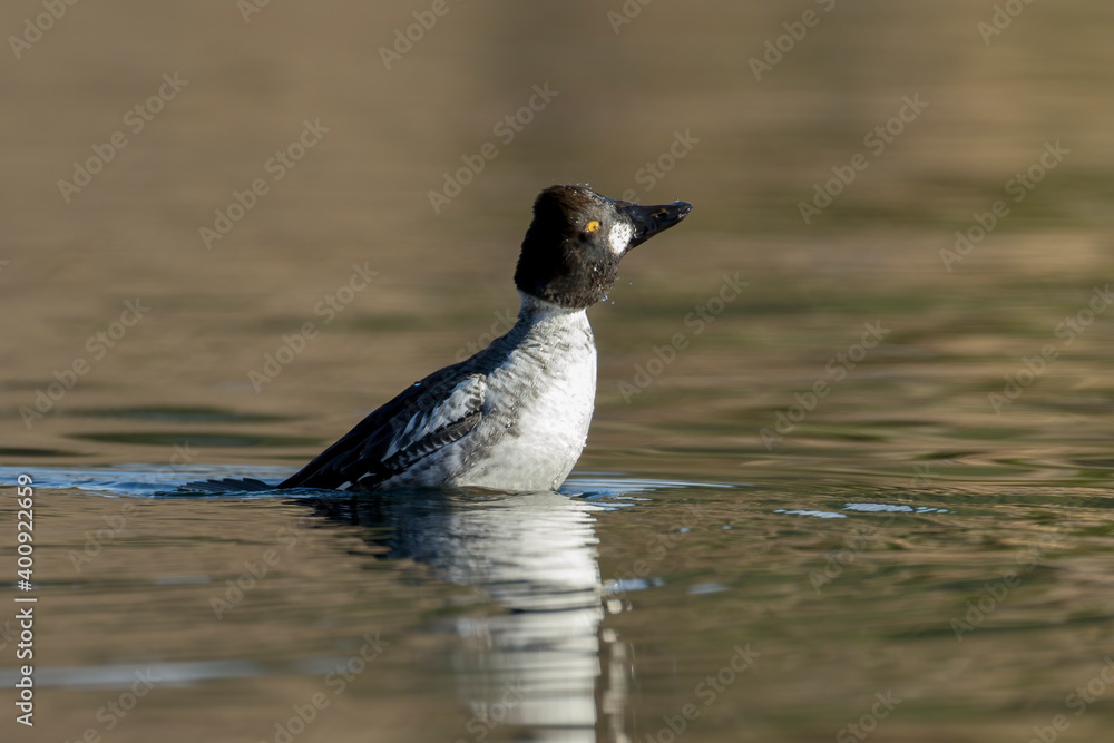 Fototapeta premium Goldeneye shakes off water after a dive.
