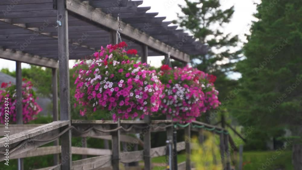 Pink and white Wave Petunias with red Begonias in hanging baskets on side of bridge on a windy