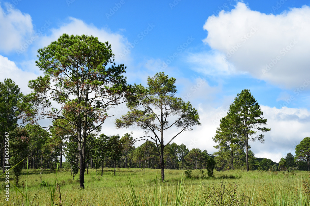 Obraz premium Landscape the big tree in forest