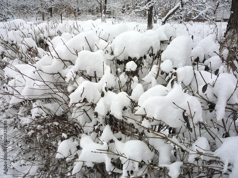 Naklejka premium Bush with bare branches covered with snow in winter