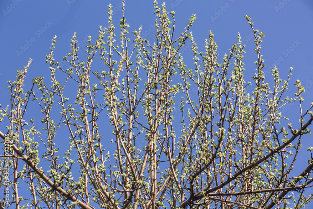 many tree branches against the sky. spring greens, young leaves and buds. many tree branches against the sky. spring greens, young leaves and buds.