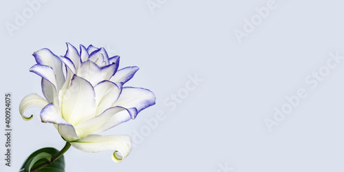 Blossoming delicate petals of peony lily, white blooming lilies flower with purple border