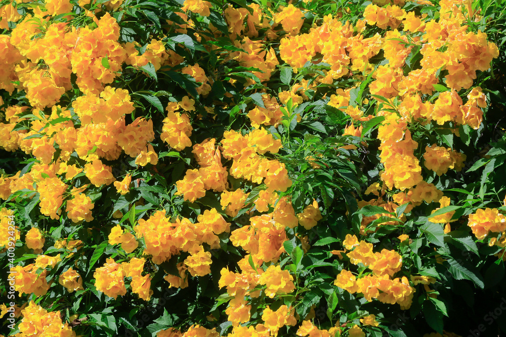 custom made wallpaper toronto digitalFull frame of yellow flowers on plants.