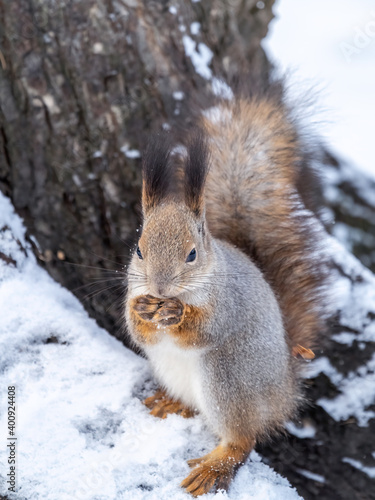 The squirrel sits on white snow with nut in winter.