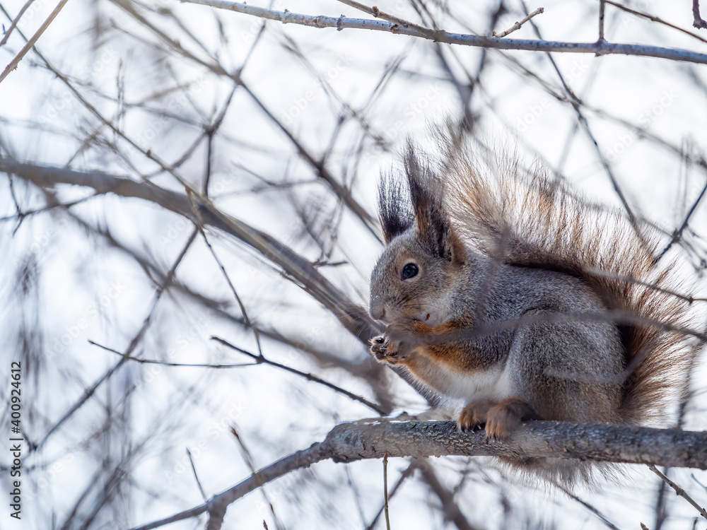 The squirrel with nut sits on tree in the winter or late autumn The squirrel with nut sits on tree in the winter or late autumn