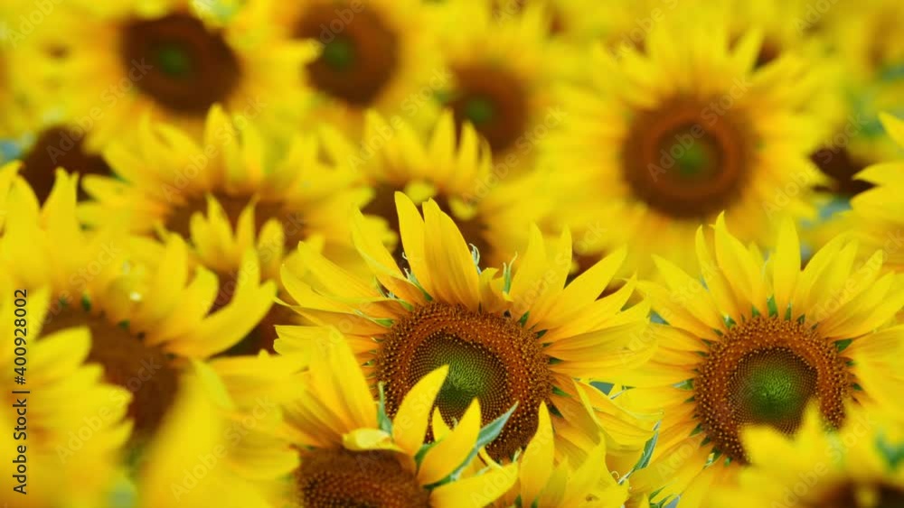 Close up of Sunflower field Slow motion swaying in the wind in the the evening sun, Winter Lopburi, Thailand. Selective focus Close up of Sunflower field Slow motion swaying in the wind in the the evening sun, Winter Lopburi, Thailand. Selective focus