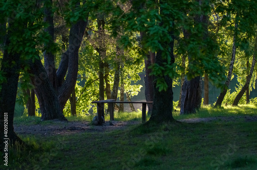 Drewniana pusta ławeczka stojąca wśród drzew na jeziorem