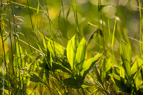 Zielone liście konwalii w promieniach słońca Wiosenny Letni element do ogrodowego projektu	
