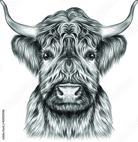 the bull's head animal vector illustration