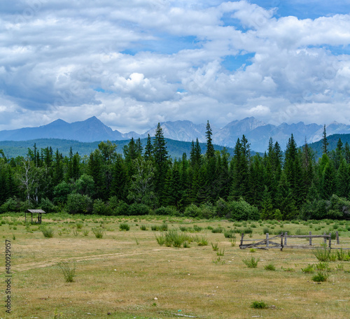 forest in the mountains
