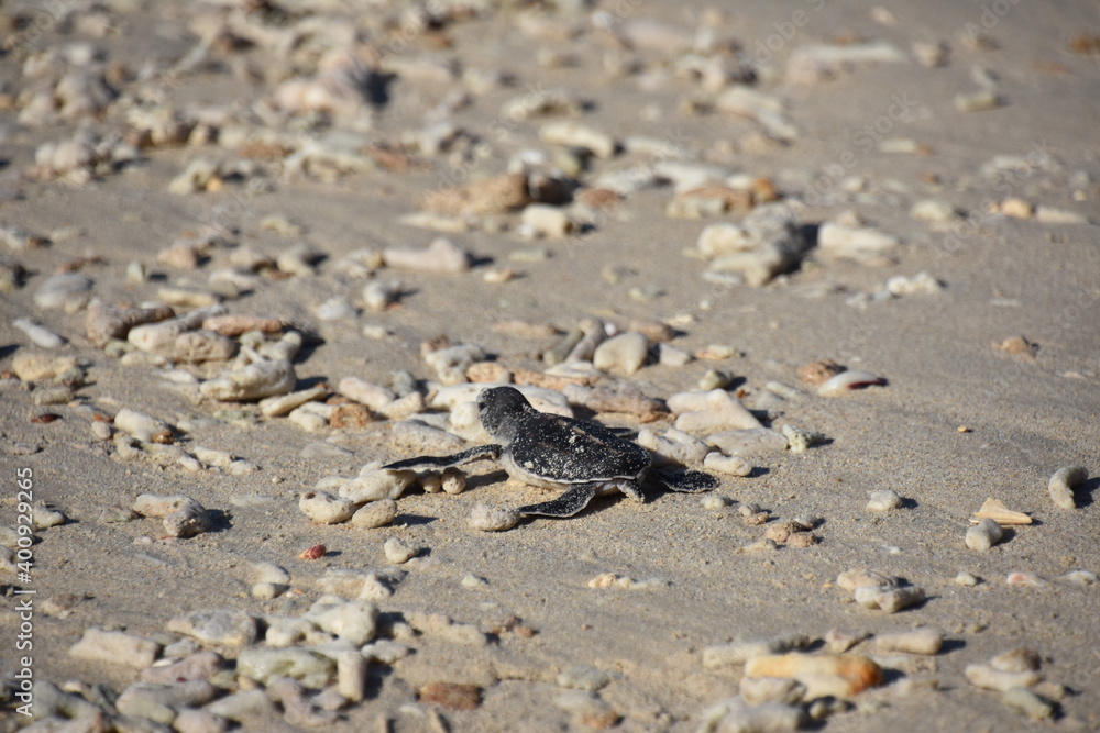 Baby Sea Turtle on Coral Pebbles, Slight Rear View, Con Dao, Vietnam Baby Sea Turtle on Coral Pebbles, Slight Rear View, Con Dao, Vietnam