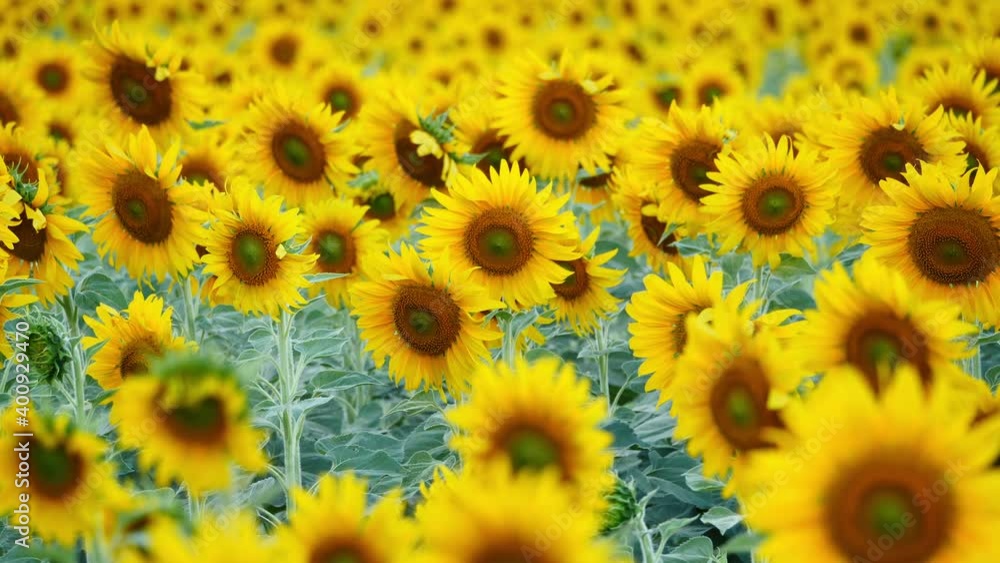 Close up of Sunflower field Slow motion swaying in the wind in the the evening sun, Winter Lopburi, Thailand. Selective focus Close up of Sunflower field Slow motion swaying in the wind in the the evening sun, Winter Lopburi, Thailand. Selective focus