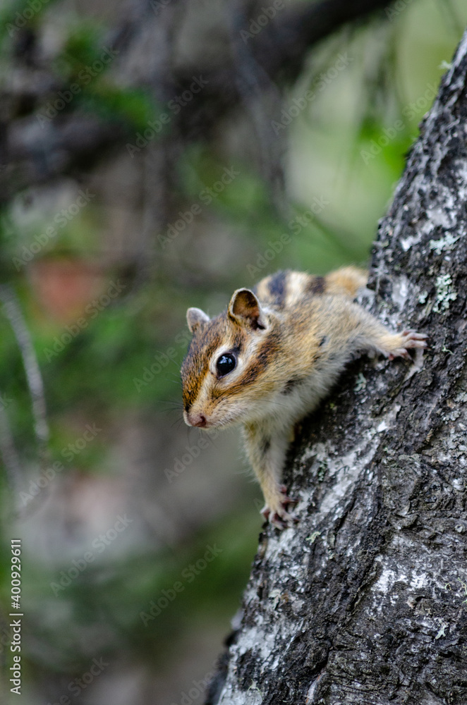 chipmunk on a tree chipmunk on a tree