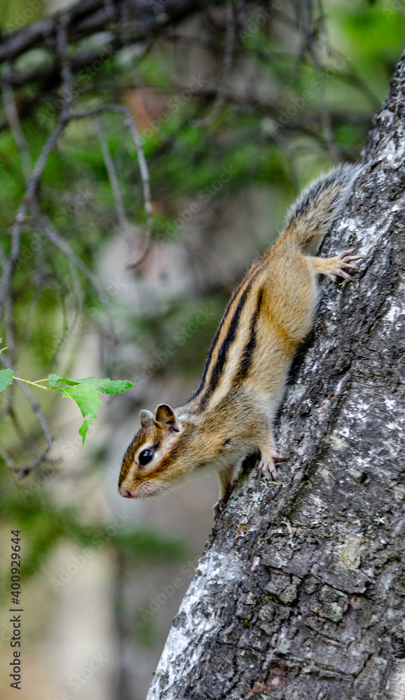 chipmunk on a tree