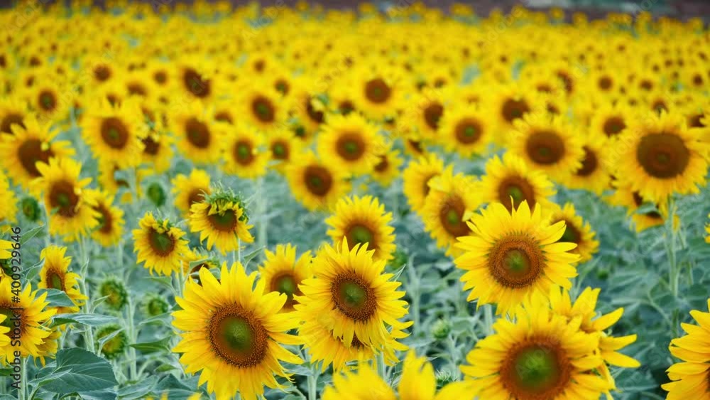 Close up of Sunflower field Slow motion swaying in the wind in the the evening sun, Winter Lopburi, Thailand. Selective focus Close up of Sunflower field Slow motion swaying in the wind in the the evening sun, Winter Lopburi, Thailand. Selective focus