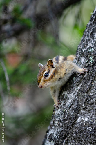 chipmunk on a tree