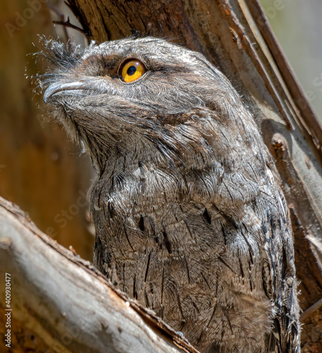 Tawny Frogmouth (Podargus strigoides) chick photo