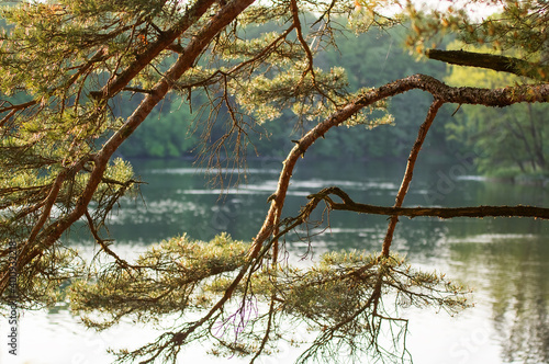 Fototapeta Naklejka Na Ścianę i Meble -  Krajobraz widok jeziora zza drzewa