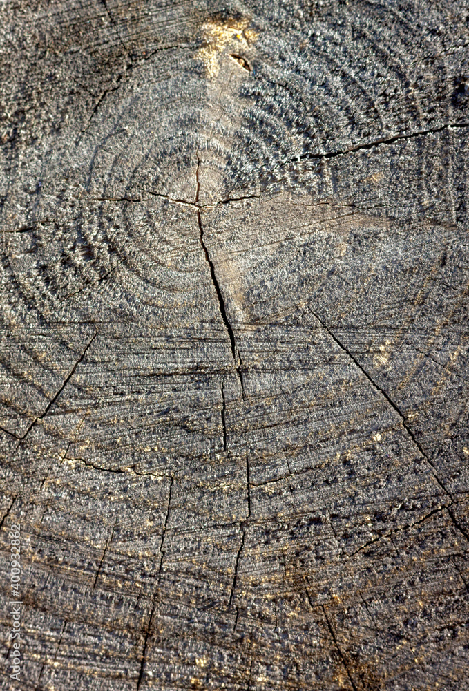 Fototapeta premium Natural wood background