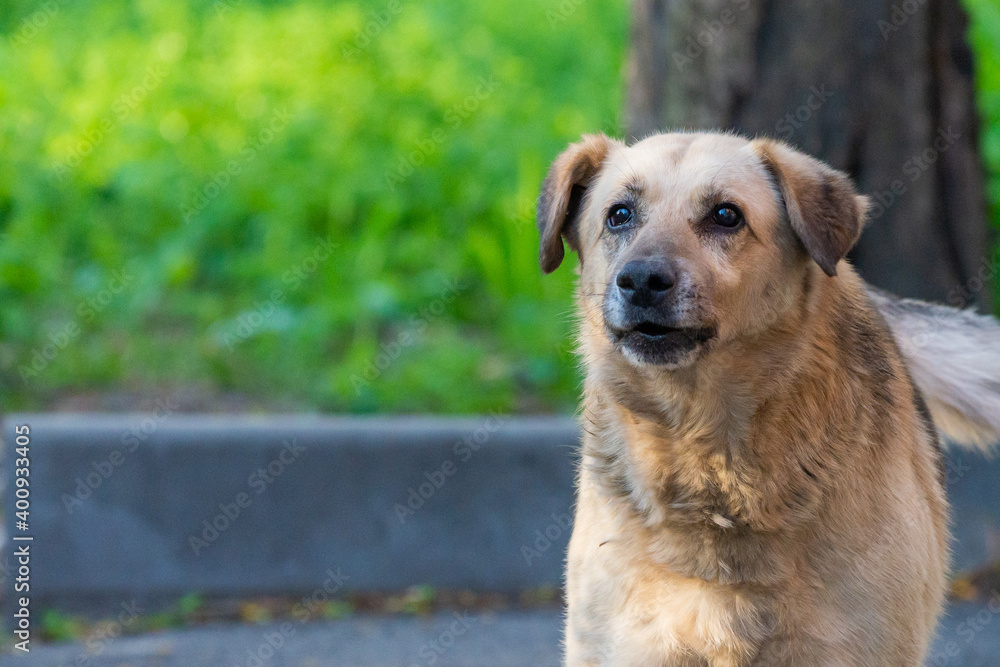 Aggressive outbred dog with dark ears guards the yard Aggressive outbred dog with dark ears guards the yard
