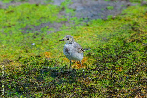 White Wagtail or Motacilla alba. Wagtails is a genus of songbirds. Wagtail is one of the most useful birds. It kills mosquitoes and flies, which deftly chases in the air photo