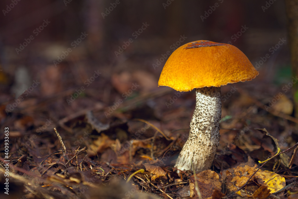 The edible boletus mushroom grows in the forest. The edible boletus mushroom grows in the forest.