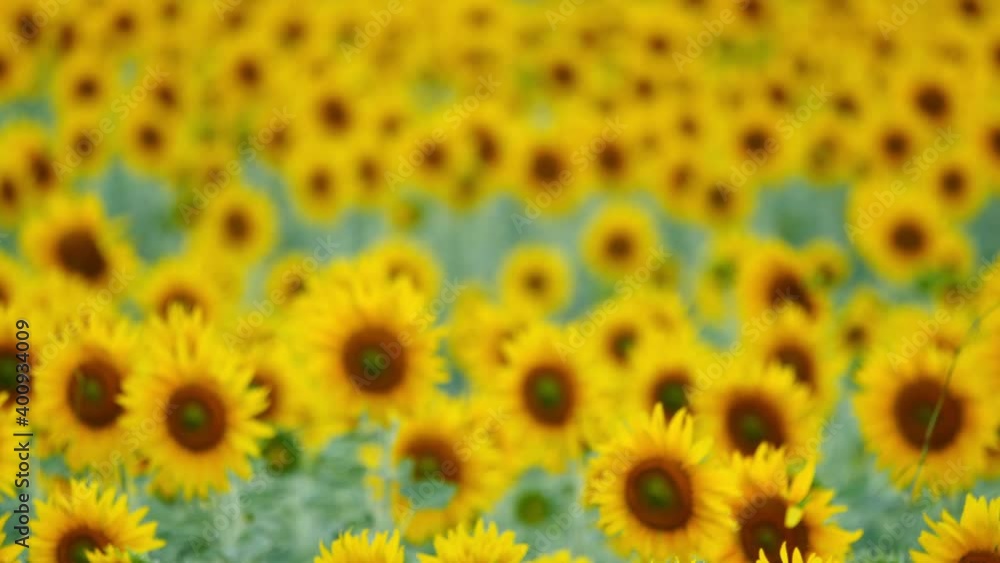 Blurred background of Sunflower field Slow motion swaying in the wind in the the evening sun Blurred background of Sunflower field Slow motion swaying in the wind in the the evening sun