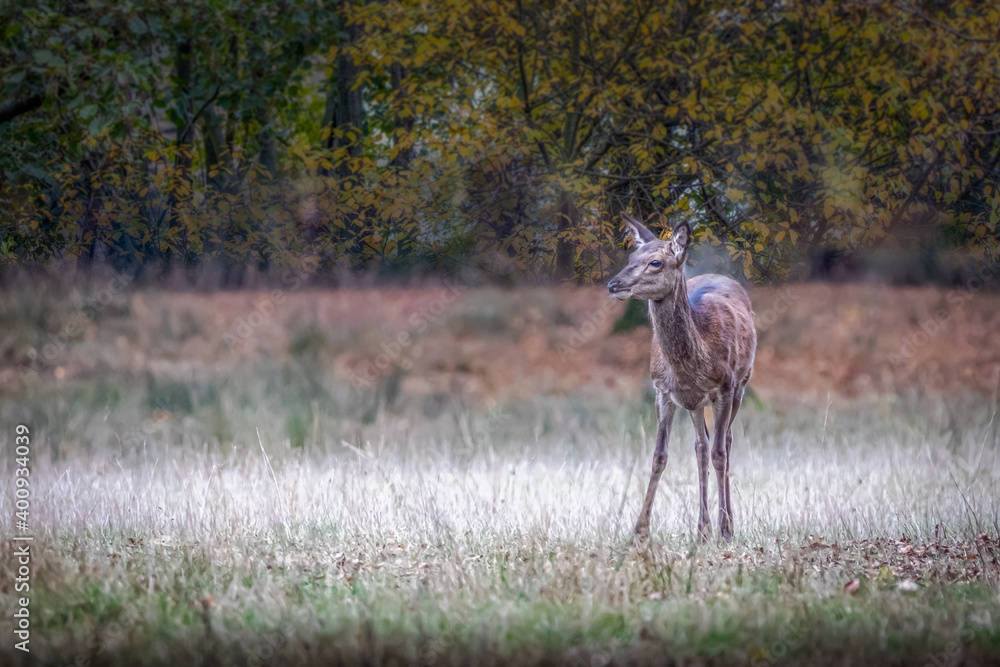a young deer in a forest meadow a young deer in a forest meadow