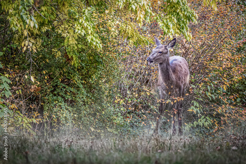 a young deer in bushes