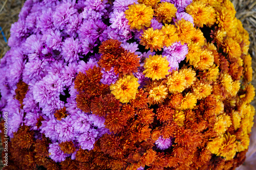 purple, yellow and orange Chinese chrysanthemums on flowerbed. floral background
