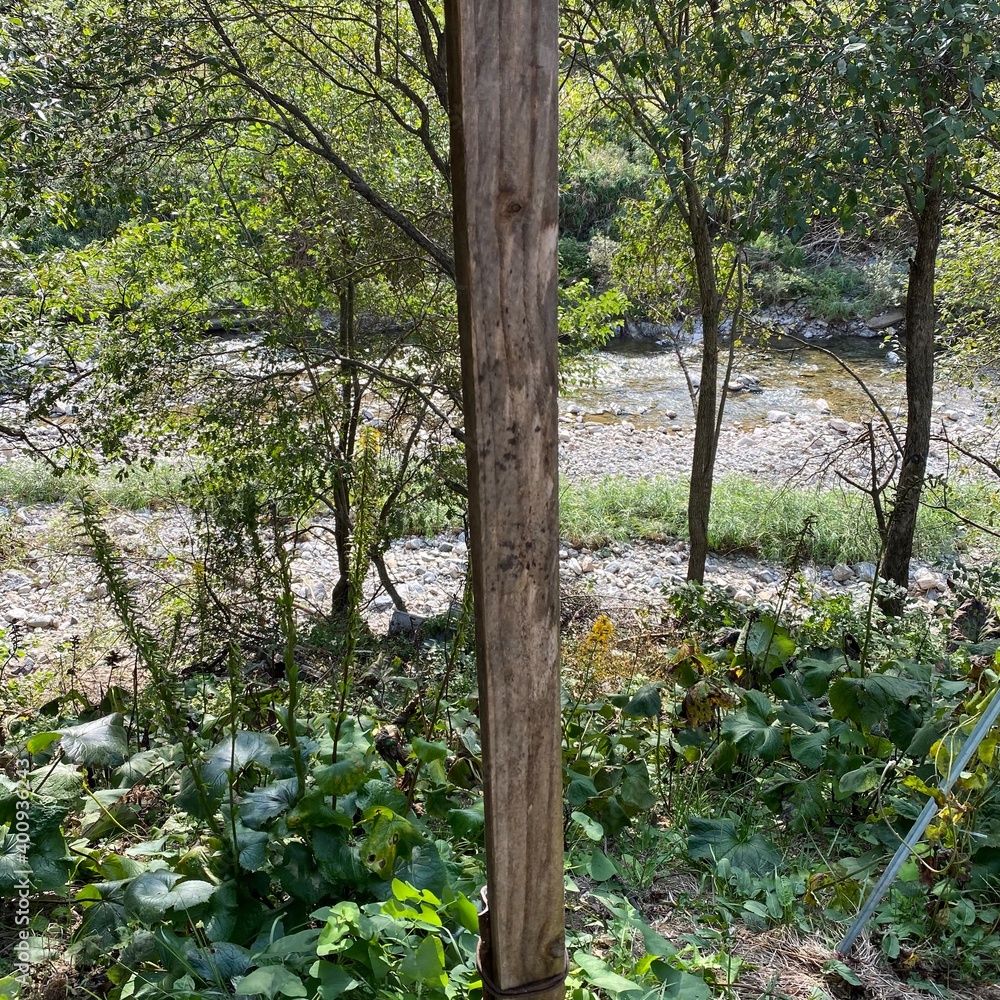Fototapeta premium tree in the forest