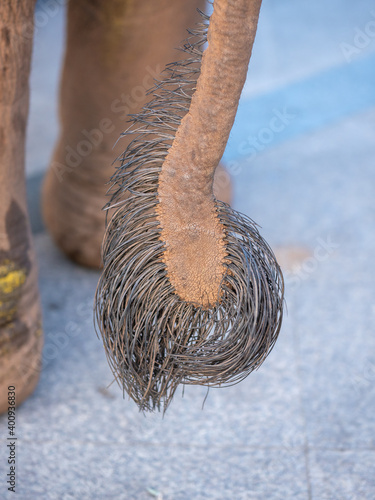 Sticker The elephant tail closeup shot with details of large black hairs and skin texture with blurred 2 legs in the background
