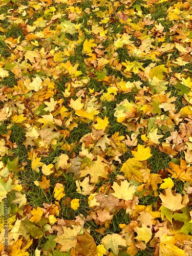 Yellow maple leaves on green grass. Wallpaper