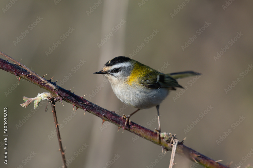 Sommergoldhähnchen Sommergoldhähnchen
