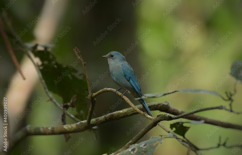 Light blue-gray rather than male The eyes and eyes are not as clear as the male. Different from the light blue insect catching bird at the shorter mouth The bottom of the sky has white stripes.