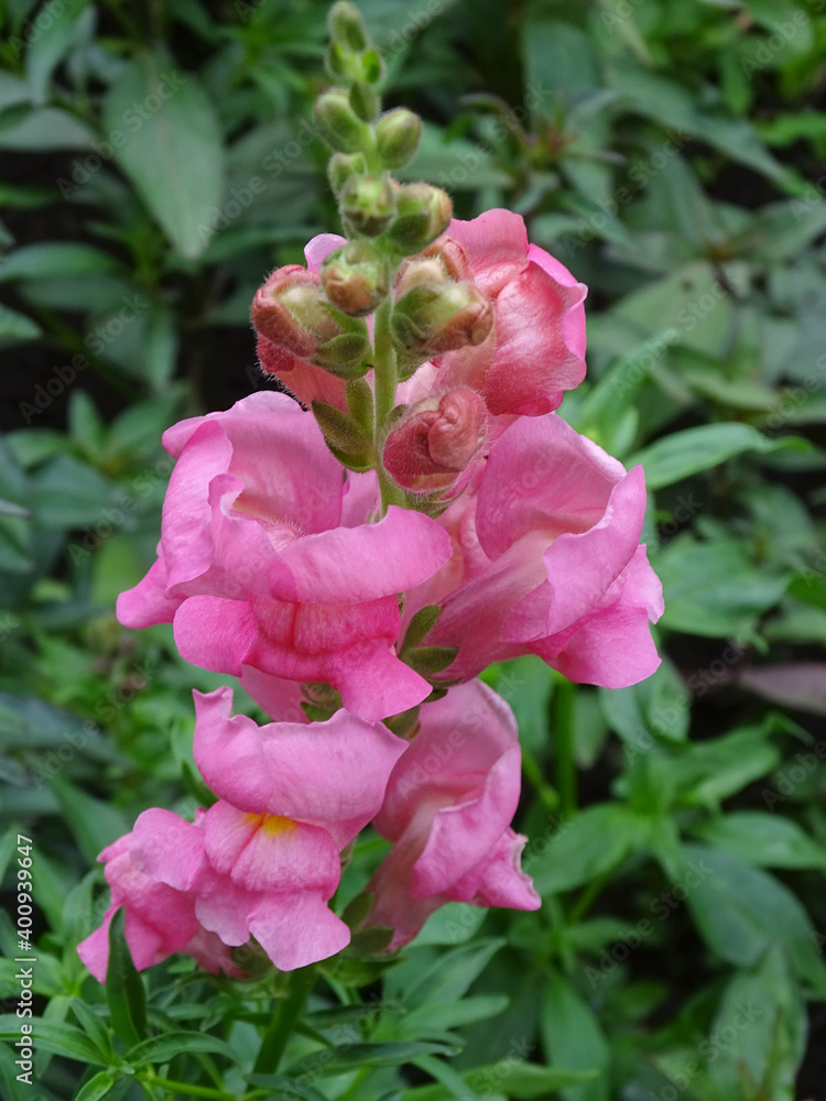 Close up of a pink Snapdragon flower growing in the garden Close up of a pink Snapdragon flower growing in the garden