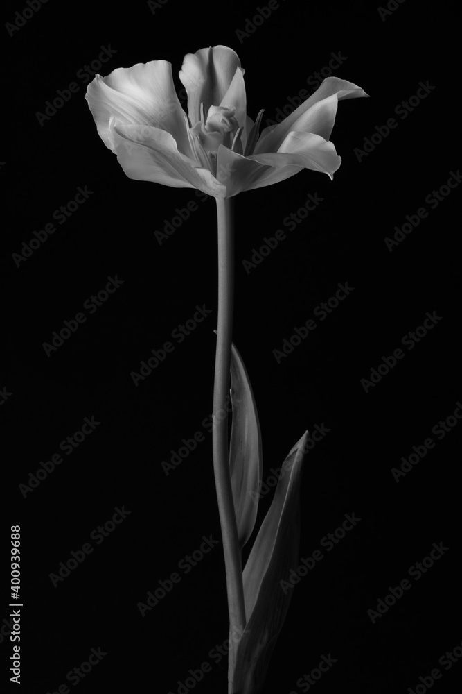 チューリップ モノクロ 黒背景 Stock Photo Adobe Stock