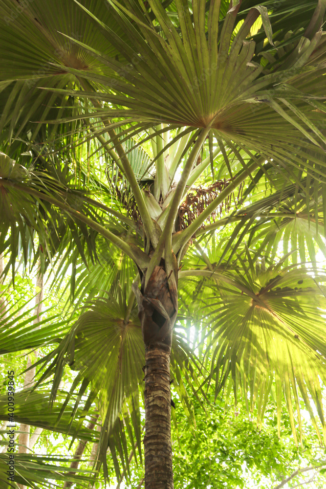 Obraz premium green palm leaves as background